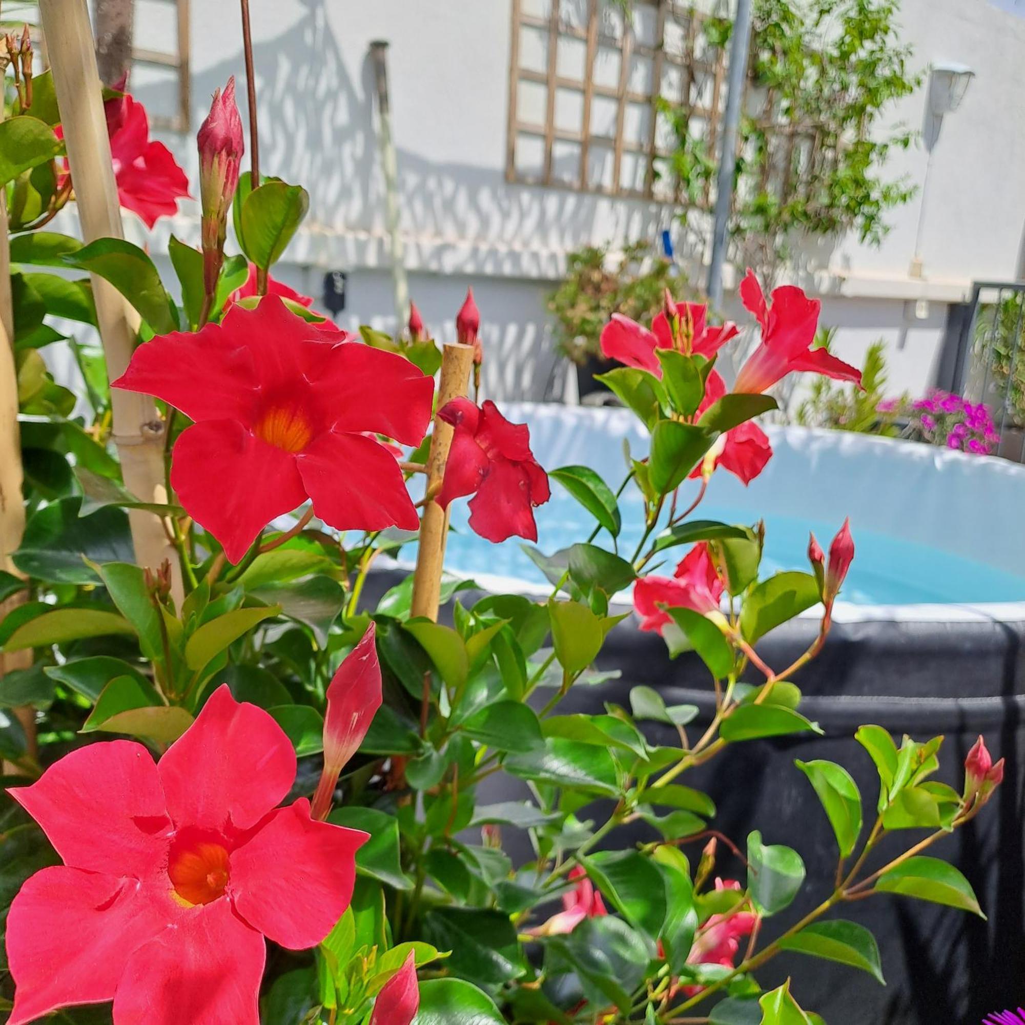 エーグ・モルト Le Petit Patio Bed & Breakfast エクステリア 写真