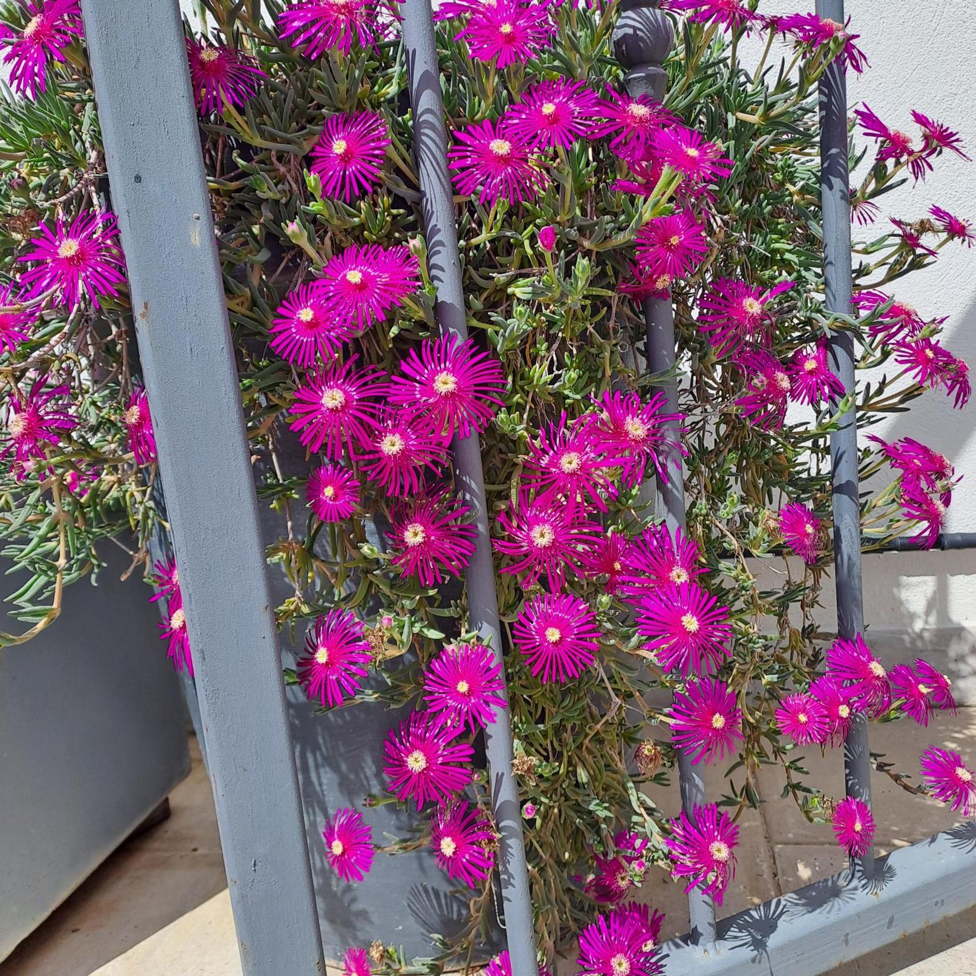 エーグ・モルト Le Petit Patio Bed & Breakfast エクステリア 写真